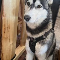 Hondenoppas werk Veenendaal: baasje van Snow Floki