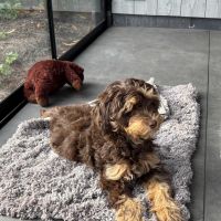 Hondenoppas werk Leersum: baasje van Baloo 