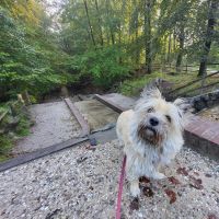 Hondenoppas werk Apeldoorn: baasje van Bonnie