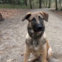 Hondenoppas werk Tilburg: baasje van Bernelli