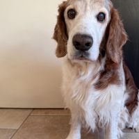 Hondenoppas werk Spijkenisse: baasje van Star