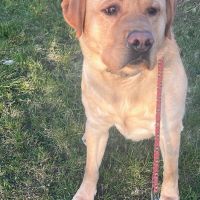 Hondenoppas werk Leeuwarden: baasje van Rex