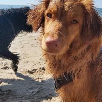 Hondenoppas 's-Gravenhage: Darja