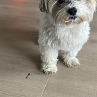 Hondenoppas werk Haarlem: baasje van Pablo 