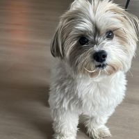 Hondenoppas werk Haarlem: baasje van Pablo 