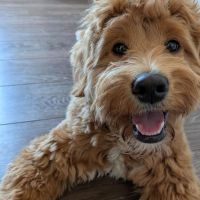 Hondenoppas werk Den Bosch: baasje van Toby