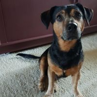 Hondenoppas werk Houten: baasje van Max