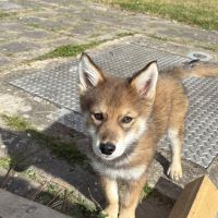 Hondenoppas werk Utrecht: baasje van Minoush