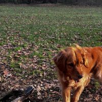 Hondenoppas werk Zeist: baasje van Sammy