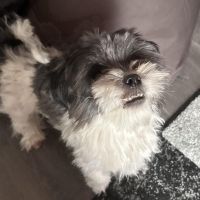 Hondenoppas werk Deventer: baasje van Tina