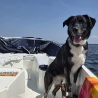 Hondenoppas werk Leiden: baasje van Freya