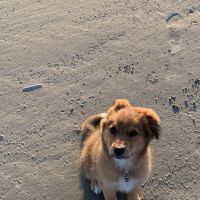 Hondenoppas werk Exloo: baasje van Nellie