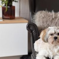 Hondenoppas werk Lutjebroek: baasje van Jaxx