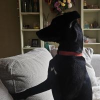 Hondenoppas werk Breda: baasje van Betsy