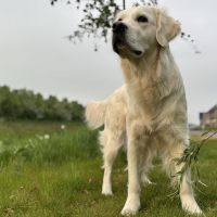 Hondenoppas werk Zwolle: baasje van Bo