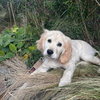 Hondenoppas werk Haarlem: baasje van Nala