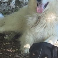 Hondenoppas werk Ransdaal: baasje van Umma