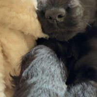 Hondenoppas werk Assen: baasje van Coco