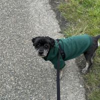 Hondenoppas werk Beek (Beek): baasje van Tobyc