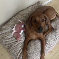 Hondenoppas adres Almelo: Kyara