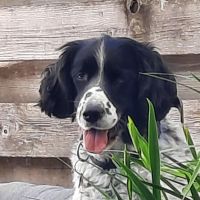 Hondenoppas werk Zwolle: baasje van Shadow