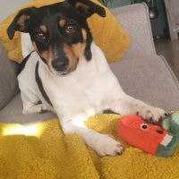 Hondenoppas werk Stadskanaal: baasje van Jack