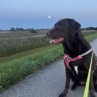 Hondenoppas Kampen (Overijssel): Nathalie