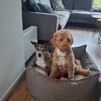 Hondenoppas werk Wormer: baasje van Sammie & Roxy