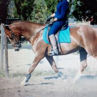 Hondenoppas Rosmalen: Angélica 