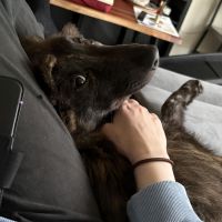 Hondenoppas werk Hoofddorp: baasje van Commander Shepherd (Shep)