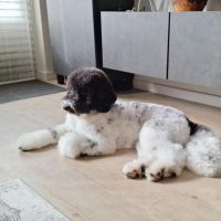 Hondenoppas werk Hellevoetsluis: baasje van Charly
