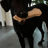 Hondenoppas werk Ermelo: baasje van Sky
