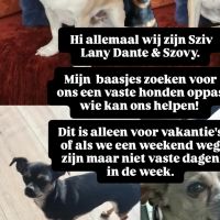 Hondenoppas werk Amersfoort: baasje van Sziv, Lany, Dante,Szovy