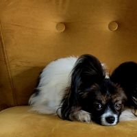 Hondenoppas werk Koedijk: baasje van Yuki