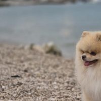 Hondenoppas werk Breda: baasje van Balou