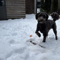Hondenoppas werk Rosmalen: baasje van Charlie