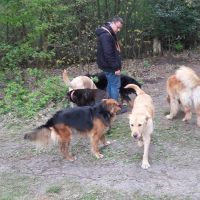 Hondenopvang Breda: Jeffry