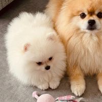 Hondenoppas werk Amsterdam: baasje van Tau Tau & Totoro (Toto)