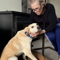 Hondenoppas werk Amsterdam: baasje van Pablo een mix lijkt het meest op een Labrador 