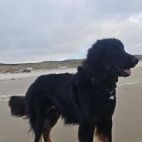 Hondenoppas werk Ede: baasje van Oddie