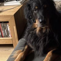 Hondenopvang Soest: Hans