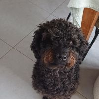 Hondenoppas werk Rozenburg (Zuid-Holland): baasje van Guus