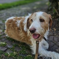 Hondenoppas werk Amersfoort: baasje van Kucho