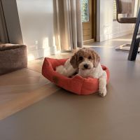 Hondenoppas werk Groningen: baasje van Coco