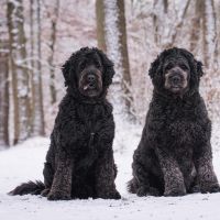 Hondenoppas werk Eibergen: baasje van Luna & Nora