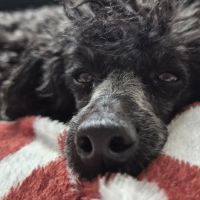 Hondenoppas werk Oss: baasje van DeeDee
