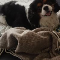 Hondenopvang Wadenoijen: Agata