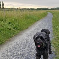 Hondenoppas werk Groningen: baasje van Loeka