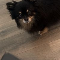 Hondenoppas werk Kaatsheuvel: baasje van Bobbie 