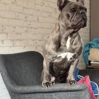 Hondenoppas werk Zwolle: baasje van Fred